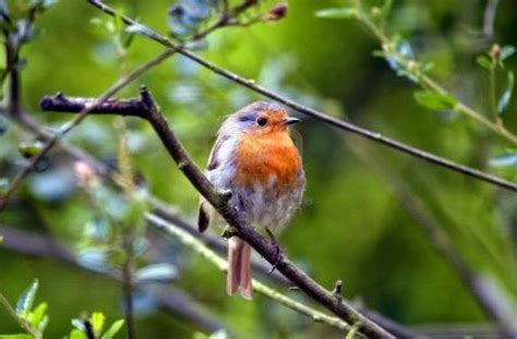 Robin Redbreast Pictures Birds Bird Wallpaper Hd Wallpaper