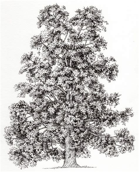 Pen And Ink Illustrations Of Trees Lizzie Harper Ink Illustrations