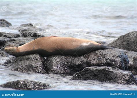 Seals Galapagos Islands Stock Image Image Of Galapagos 66865269