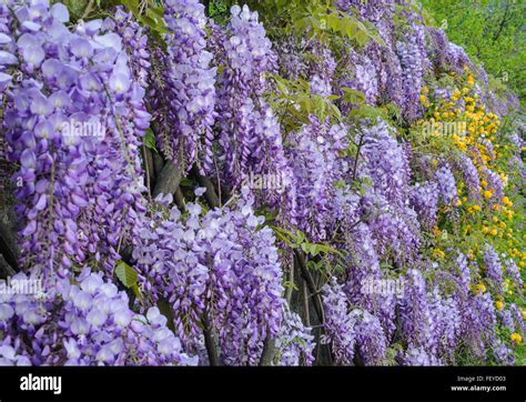 Hanging Purple Wisteria Bunches Flowers In Spring Stock Photo Alamy