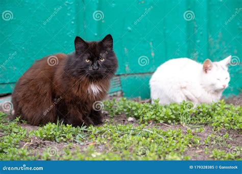 Two Cats Are Sitting On The Grass Near The Fence Stock Image Image Of