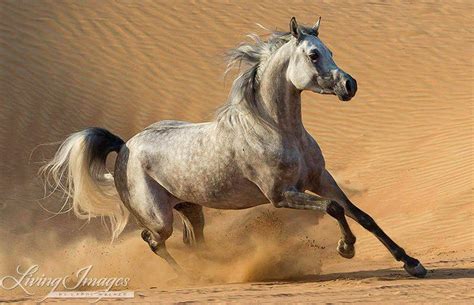 Horse Photography Arabian Horse In Dunes Print Desert Etsy In 2020