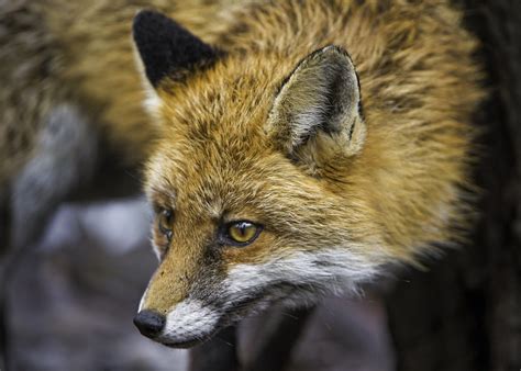 Another Fox Portrait A Photo On Flickriver