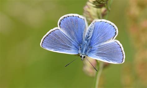 Common Blue Butterfly Conservation