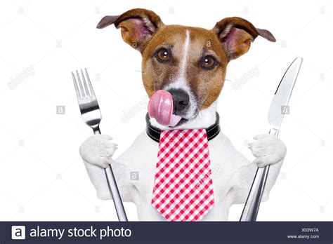 Hungry Dog Stock Photos & Hungry Dog Stock Images - Alamy