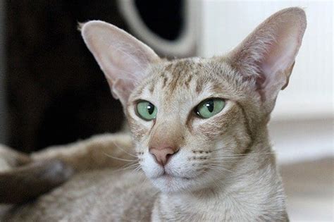 7 Cat Breeds With The Biggest Cutest Ears