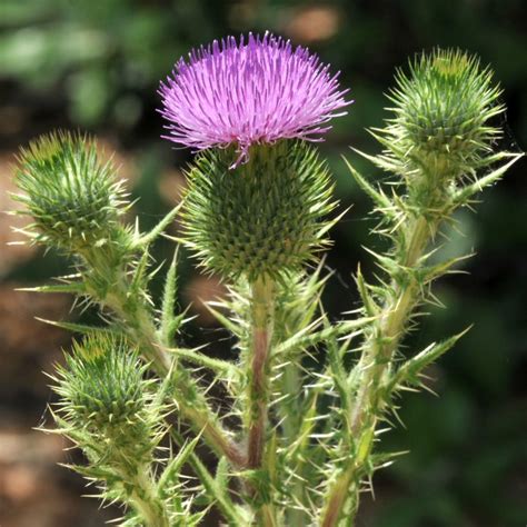 Bull Thistle Cirsium Vulgare Asteraceae A Weed In Our Flickr
