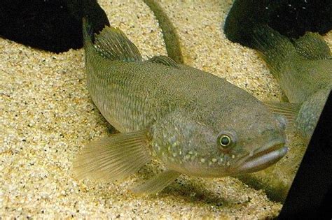 Gudgeon Fish Wikipedia Fish Fish Pet Freshwater Fish