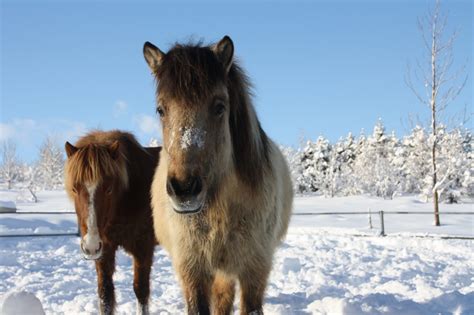 10 Cool Facts You Didn't Know About The Icelandic horse - Horse Spirit