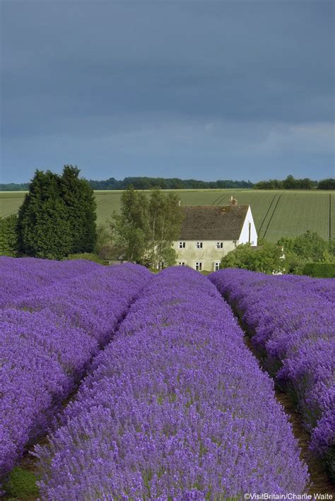 Englands Loveliest Lavender Fields Visitbritain