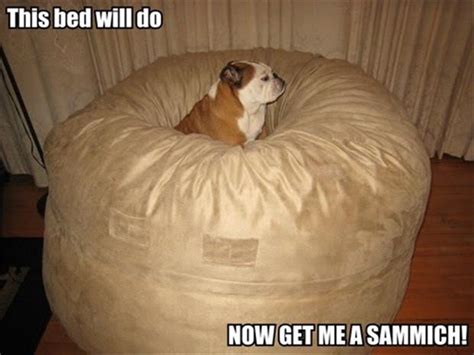 Funny Dog Beds Dump A Day