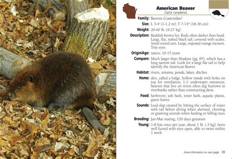 Mammals Of Wisconsin Field Guide Adventurekeen Shop