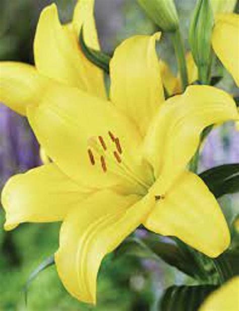 Yellow Power Asiatic Lilium Tulips With A Difference