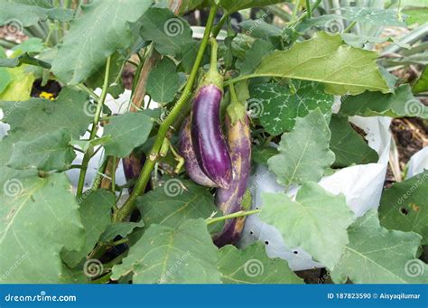 Eggplant Or Aubergine Is Also Known As Brinjal Stock Photo Image Of