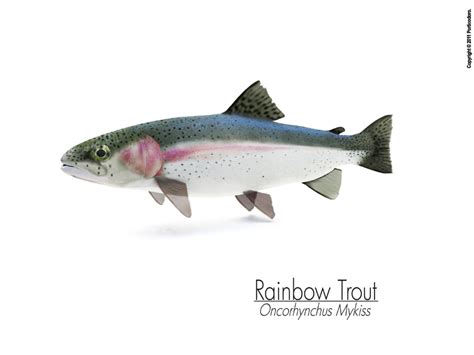 From wikimedia commons, the free media repository. Rainbow Trout-Oncorhynchus Mykiss Portrait by ptstudio ...