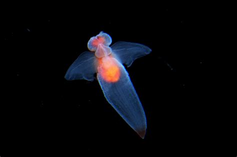 生物図鑑 深海生物 沼津港深海水族館 深海 深海の生物 海中