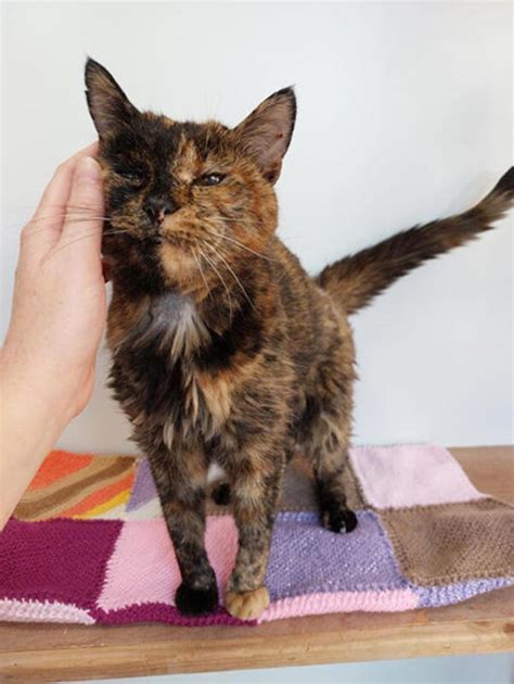 Worlds Oldest Living Cat Named Flossie At Nearly 27 Shes Survived