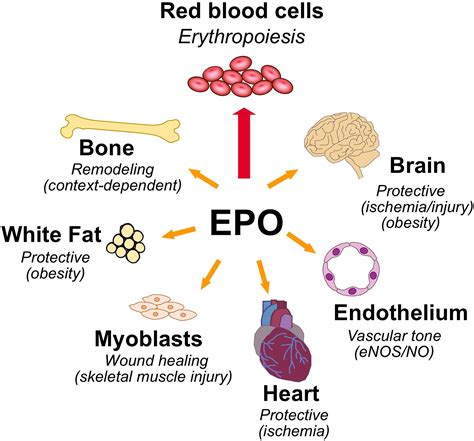 Komorama Magnetisch Stereo Erythropoietin Mechanism For Regulating The