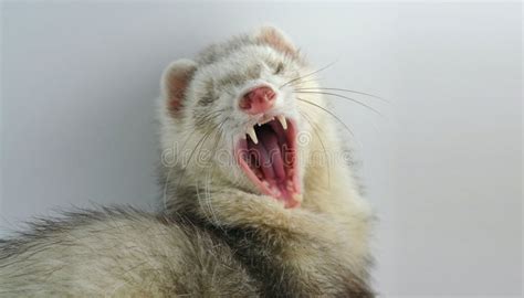 Big Yawn Stock Image Image Of Nose Cute Critter Wore 533071