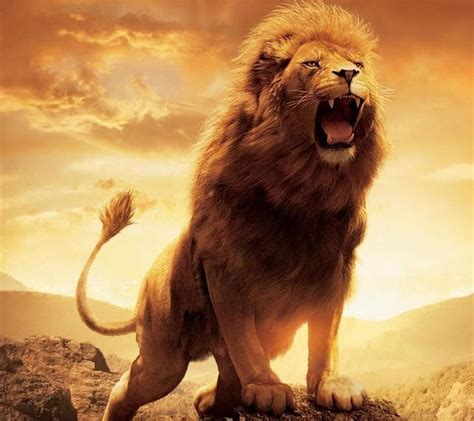 Roaring Lion Wallpaper Hd 1080p Lion Images Hd Download 1440x1280