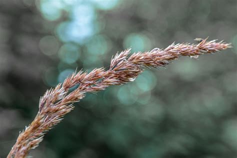 Grass Reed Plant Free Photo On Pixabay Pixabay