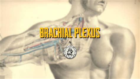 Brachial Plexus Simplified By Dr Ahmed Abu Ajeene Youtube