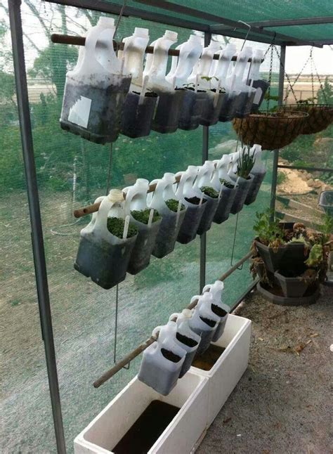 Growing Room In Milk Jugs 1000 In 2020 Self Watering Planter