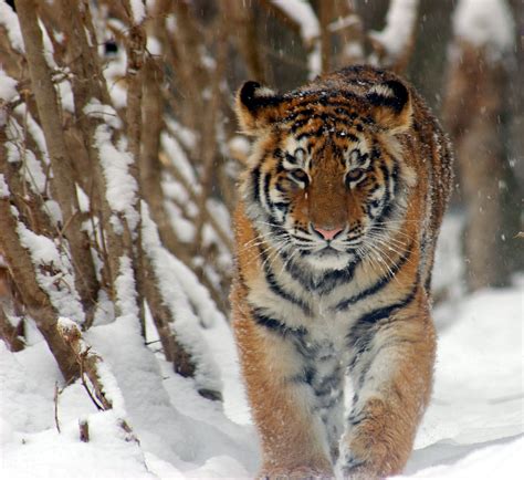 Fileamur Tiger Panthera Tigris Altaica Cub 2184px Adjusted