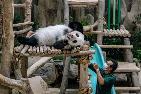After Viral Video Of Baby Panda Zoo Negara Panda Keepers Share What It