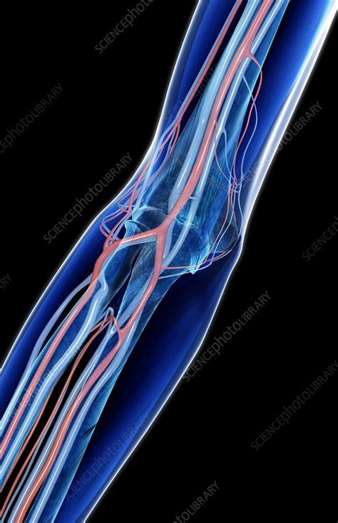The Blood Vessels Of The Arm Stock Image C0082629 Science Photo