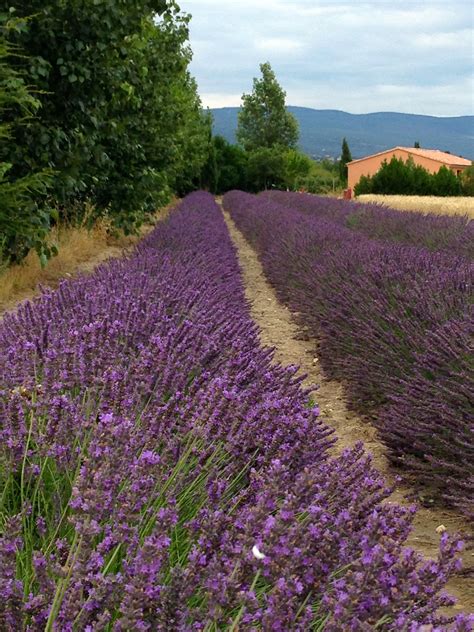 Lavender Field In Provence Lavender Plant Lovely Lavender Lavender Fields Wheat Fields