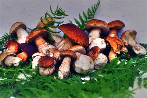 Italy Falmenta Chestnut Mushroomsboletus Edulis Stuffed Mushrooms