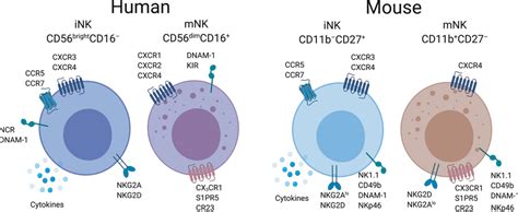Surface Markers Defining Immature And Mature NK Cells In Mouse And