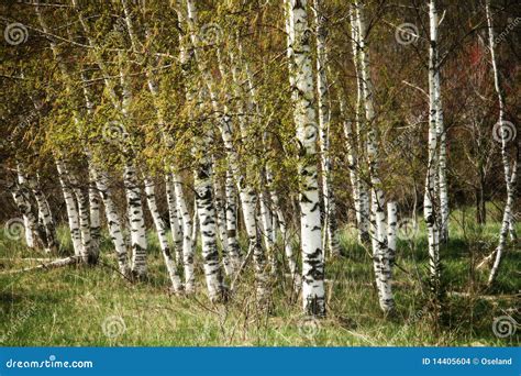 White Birch Trees Stock Photo Image Of Tree Landscape 14405604