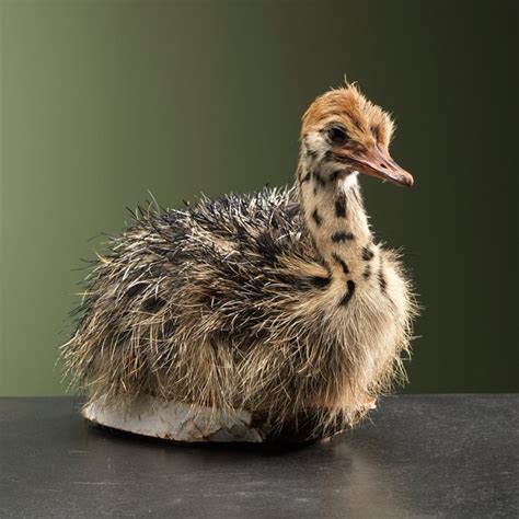 African Ostrich Chick Struthio Camelus 18×13×22 Cm Catawiki