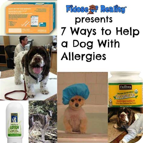 What Can Help My Dog With Allergies