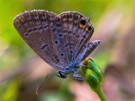 Eastern Tail Blue Butterfly Pixahive