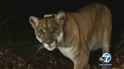 Wildlife Officials Plan Capture Of P 22 Mountain Lion