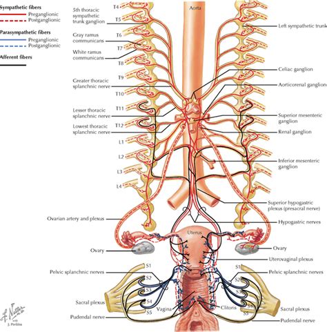 Peripheral Nervous System Neupsy Key