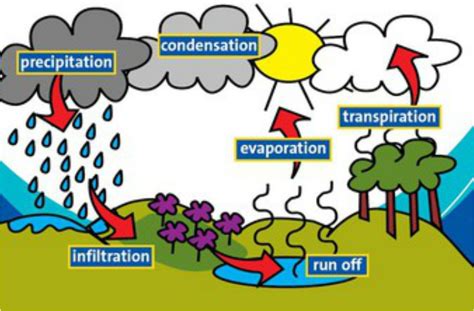 Staar tests are not designed to measure many important qualities of character and intelligence — as this cartoon shows. Water Cycle - Ms A Science Online www.msascienceonline ...