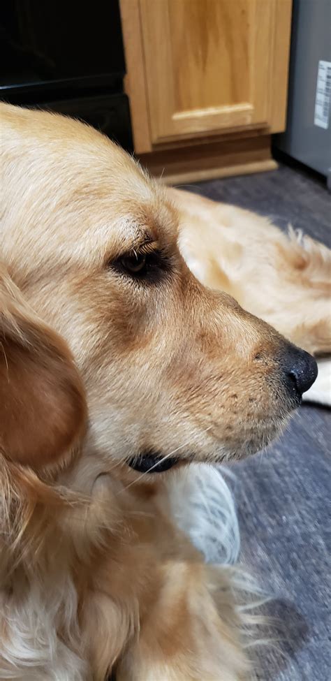 Sudden Bump On 1 Yr Old Nose Golden Retriever Dog Forums