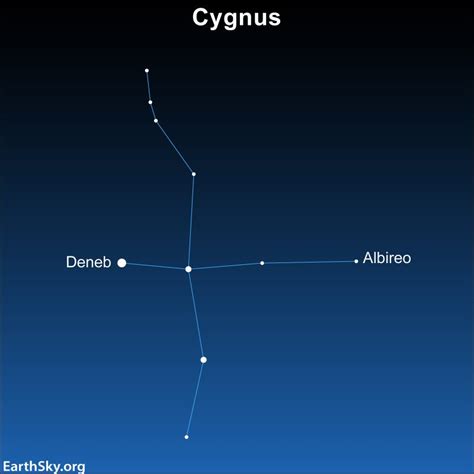 Cygnus The Swan Flies Along The Milky Way Skyearth