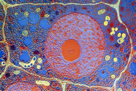 Difference between the plant cell and animal cell is an important topic for class 8 students and higher. Cell Wall Structure and Function