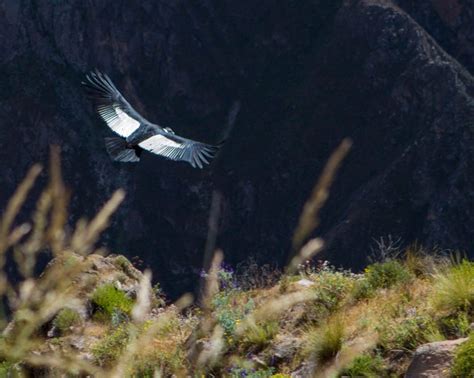 Andean Condors In Colca Canyon Peru How To Experience Perus Coolest