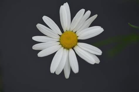 Buey Ojo Daisy Margarita Flor Foto Gratis En Pixabay Pixabay