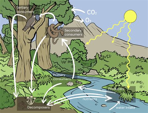 Forest Ecosystem Diagram