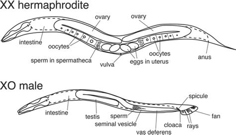 Caenorhabditis Elegans The Reproductive System
