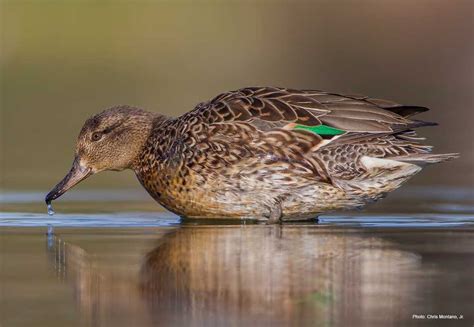 Green Winged Teal Ducks Unlimited