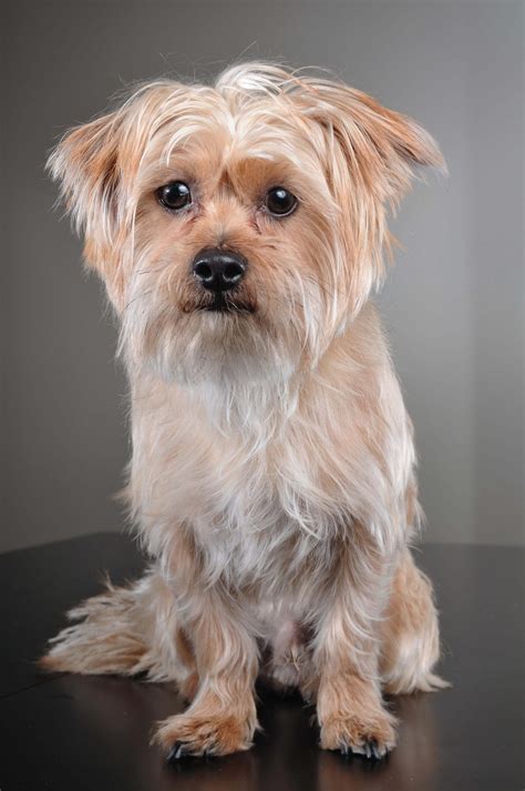 Maybe you would like to learn more about one of these? Shorkie Tzu Dog Breed » Everything About Shorkie Tuzs