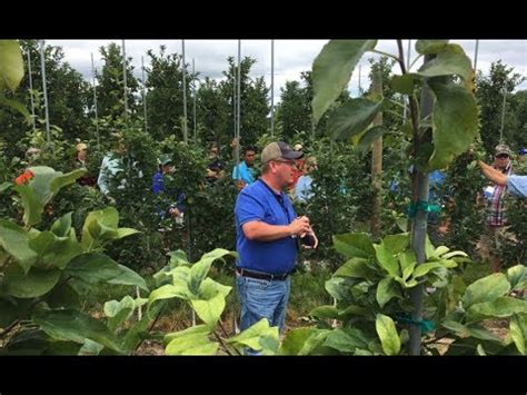 Specializing in pawpaw trees, mulberry trees, fig trees, apple trees, elderberry plants, fruit trees, berry plants and certified organic trees for sale online. Michigan Growers Invest in Tree Fruit Research - Fruit ...